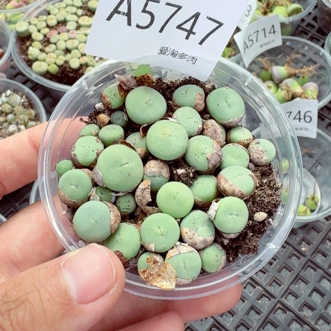 5747–生石花 生石花