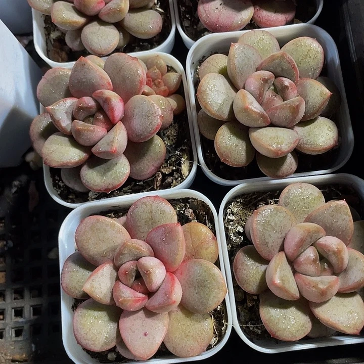 单头葡萄带盆土发