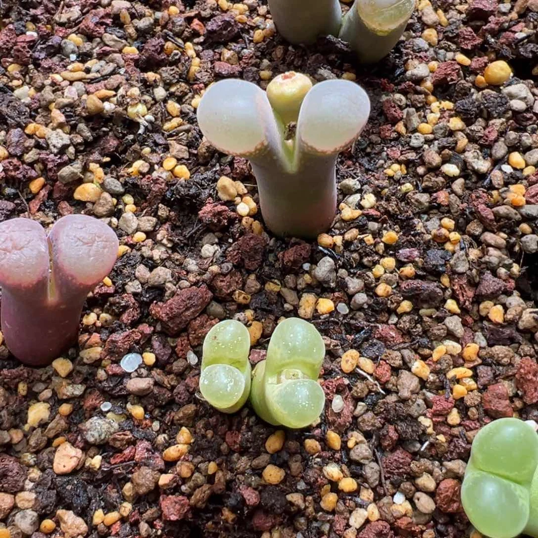 涨*574。柏实花园 多肉植物