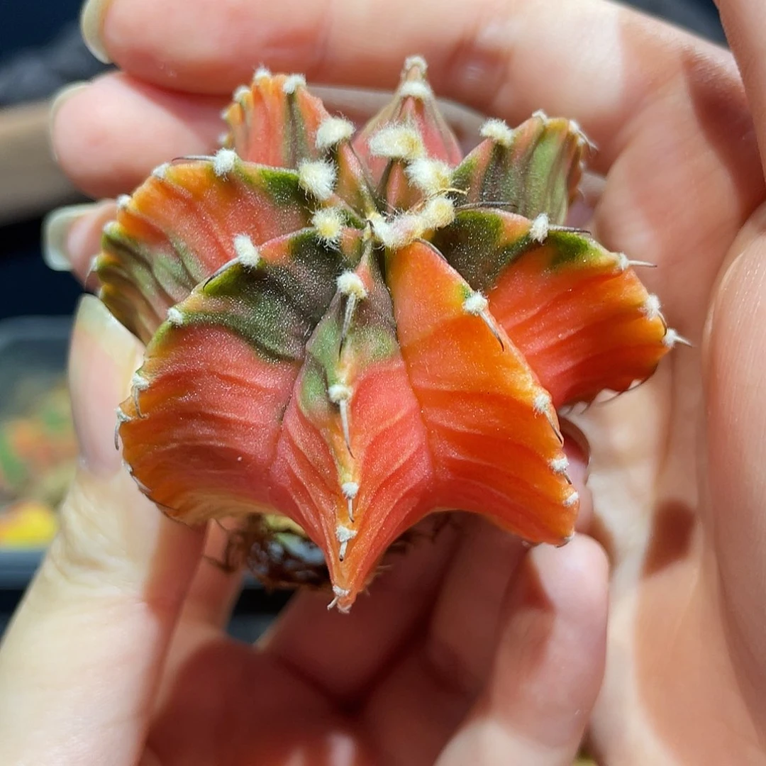 5.5cm大泰系肋骨牡丹锦