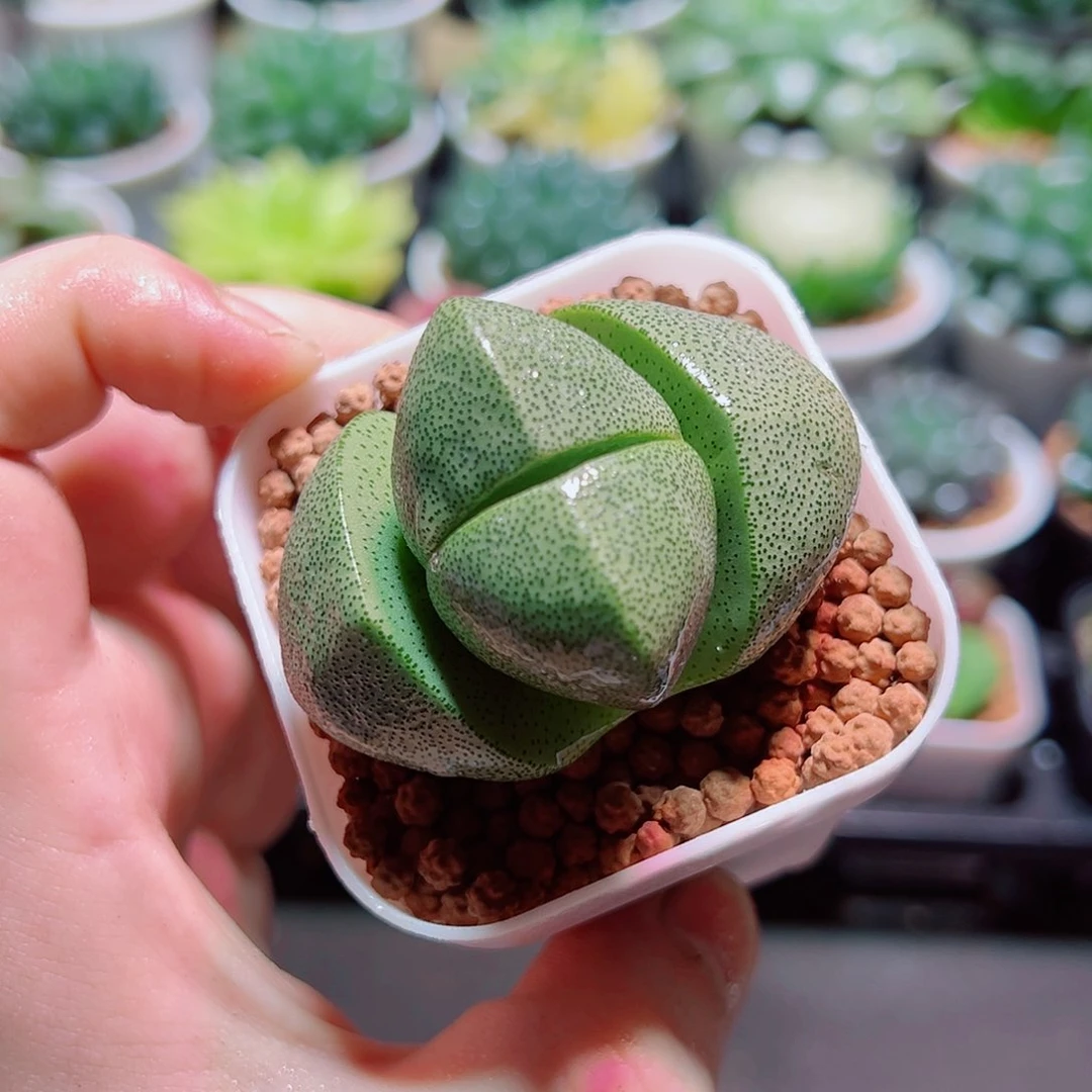 大母本绿元宝带白盆种好