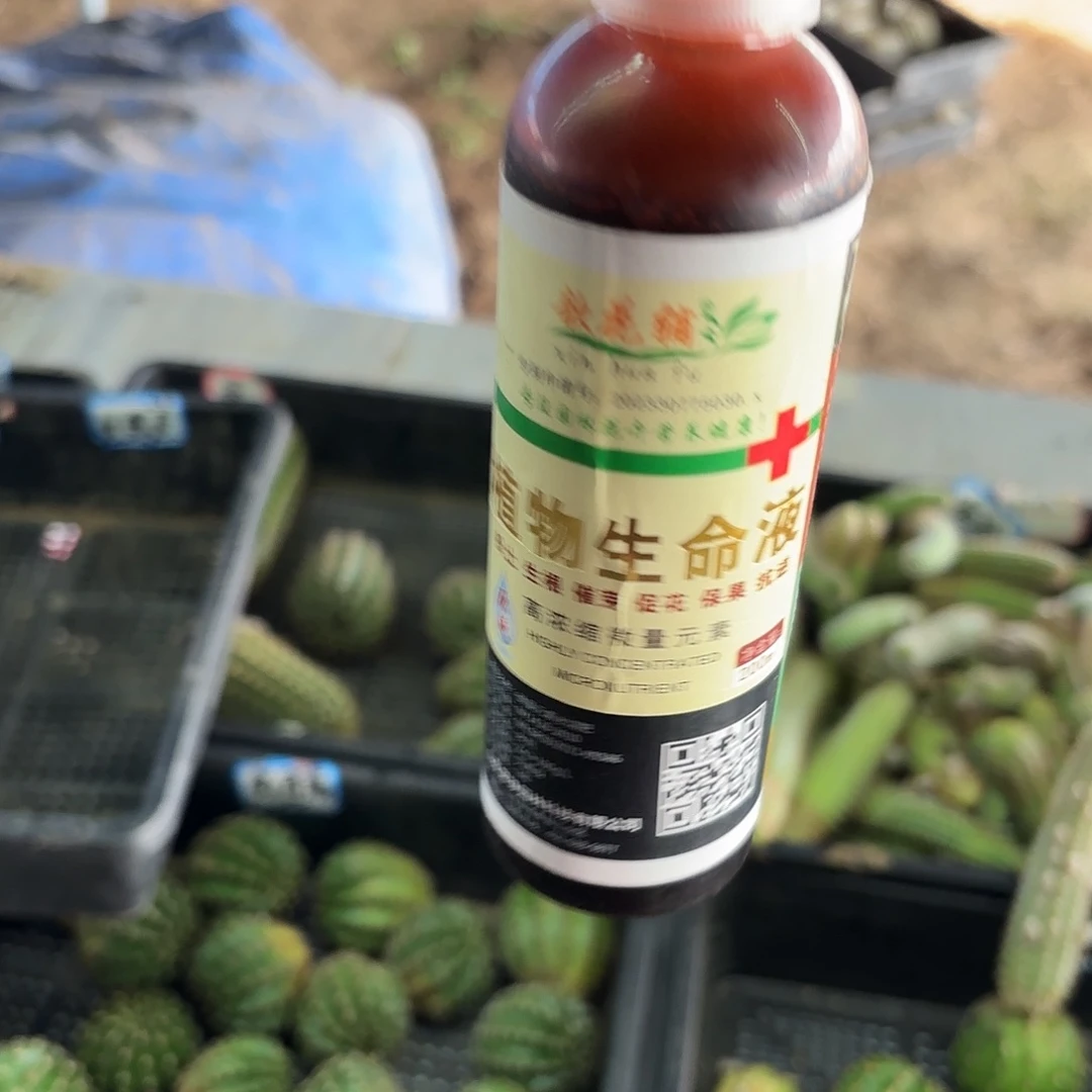 植物仙人球11111111