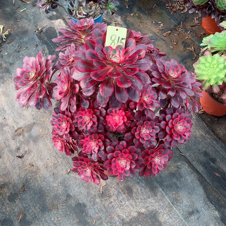 八*后815丽娜多肉1111111