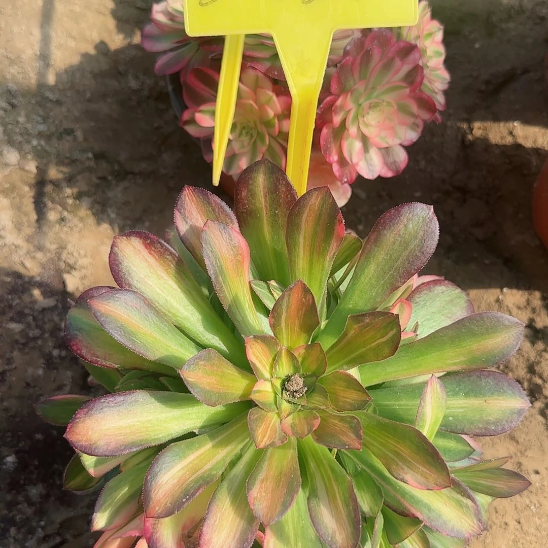 2-628---多头多肉植物