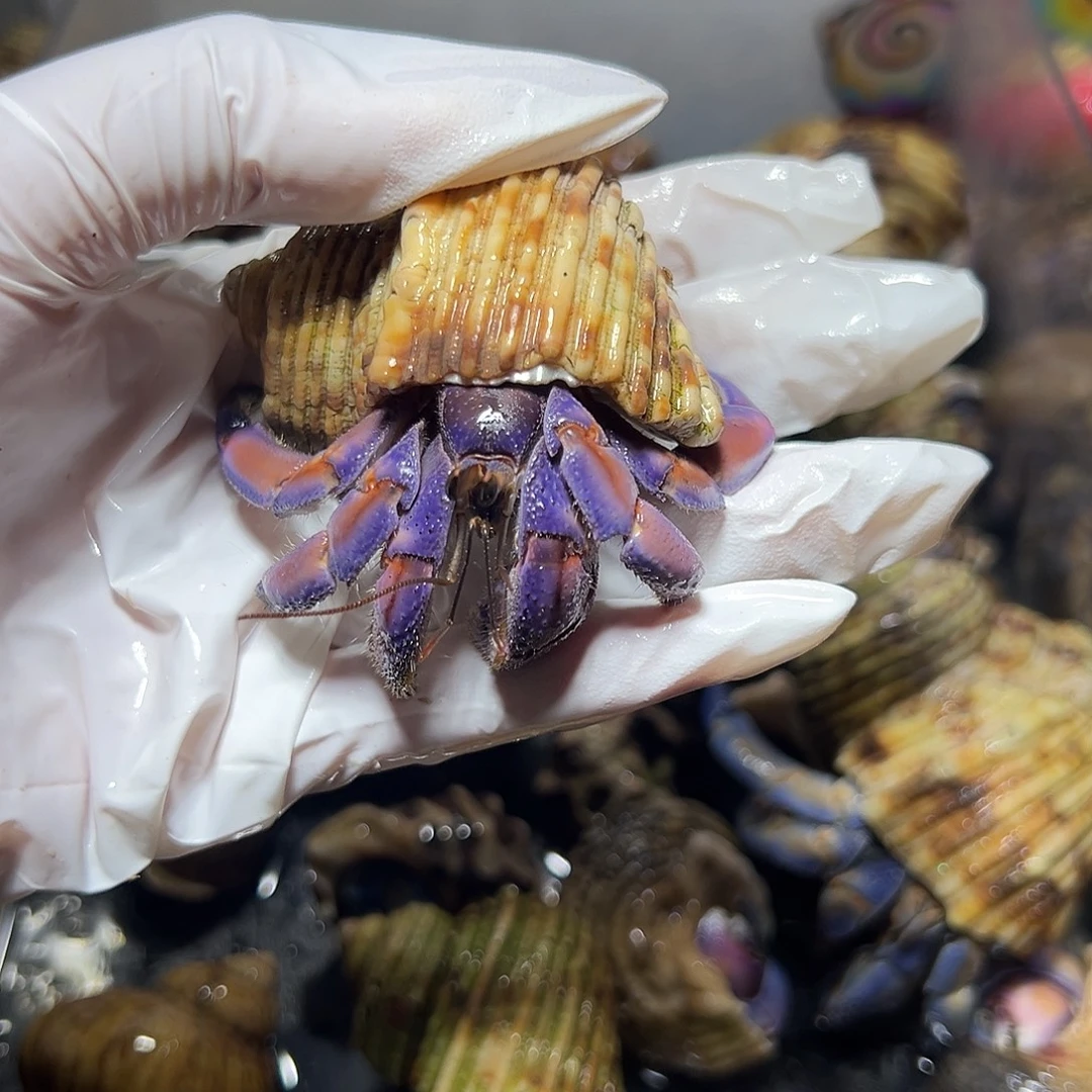 紫粉紫陆口径2.7口