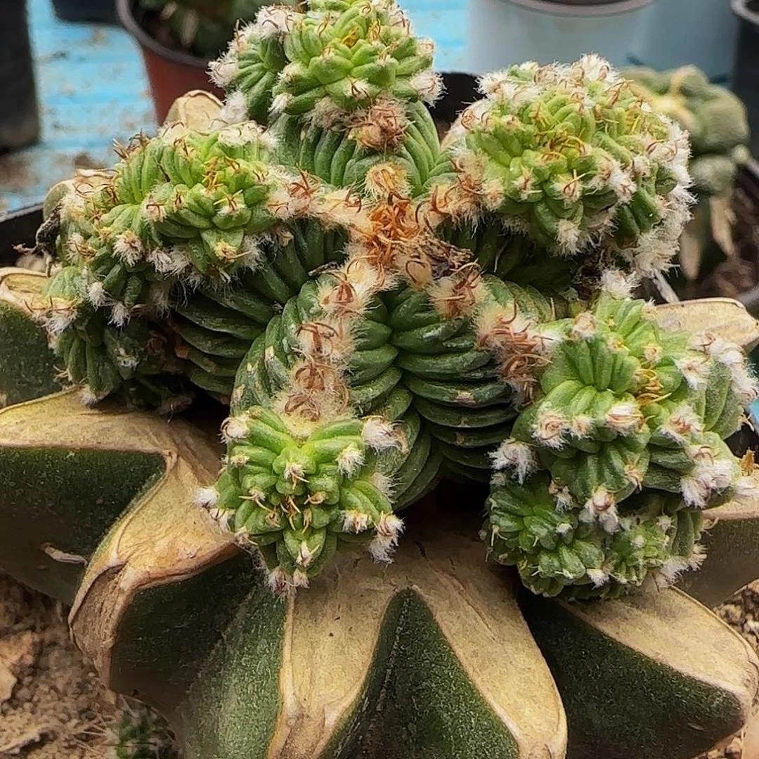 五星花龙群头275。