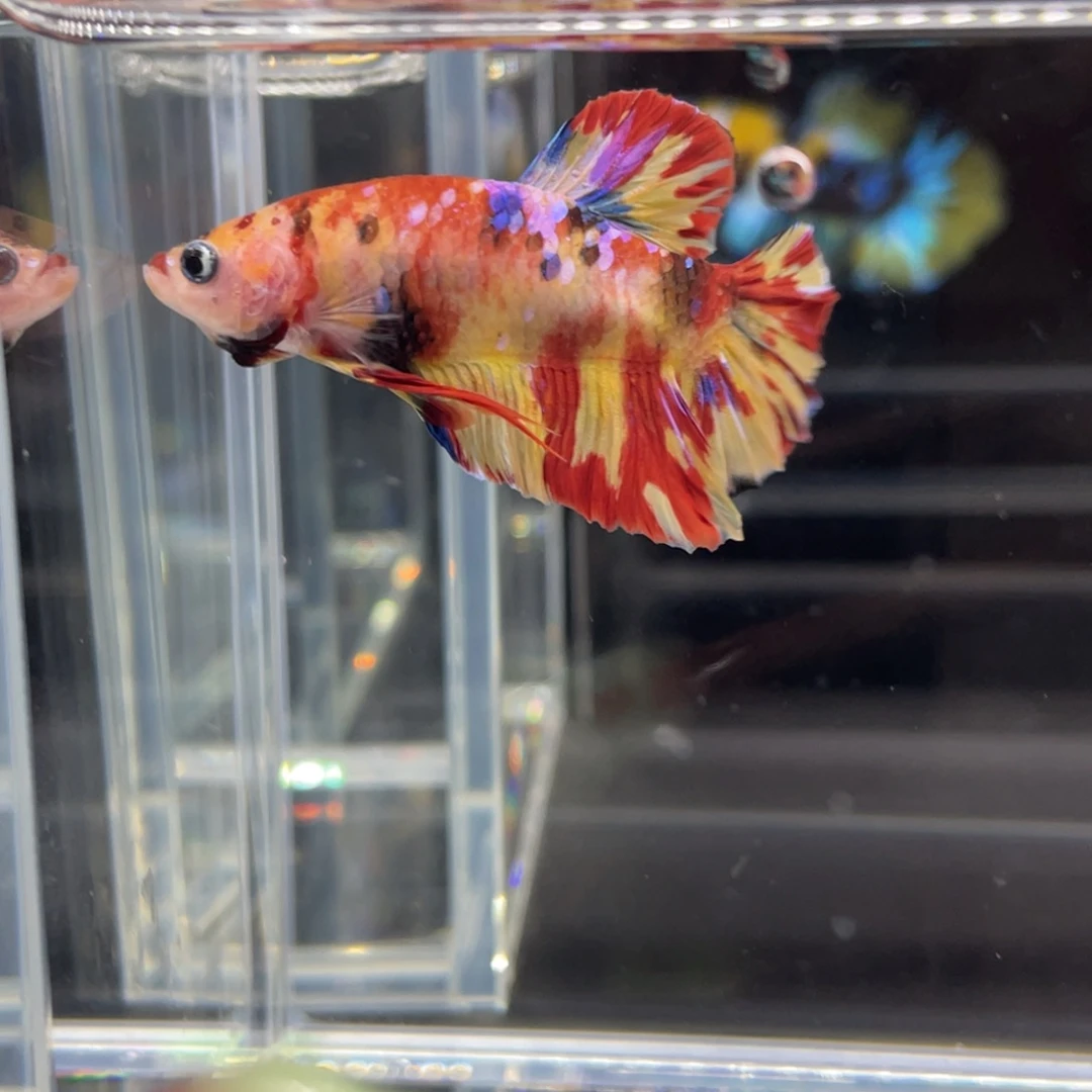 斗鱼11.22下午糖果将军036