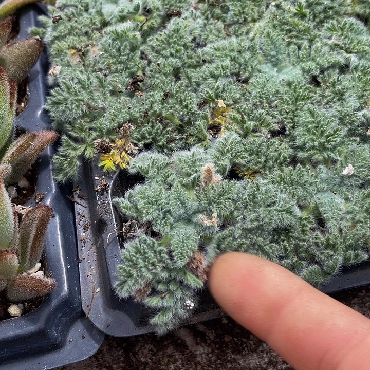 羽叶阳葵2.8带土发货