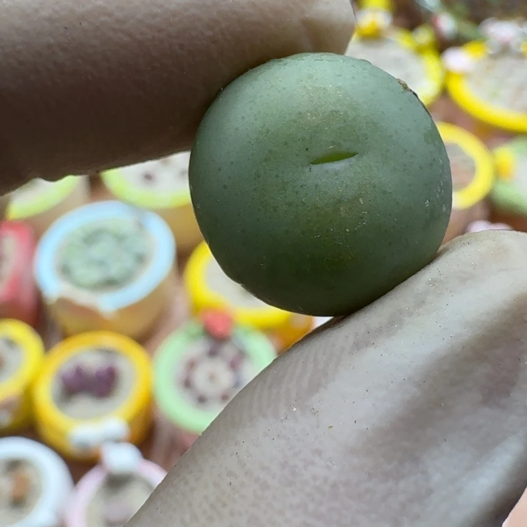 西***风1201-051肉锥小拳拳