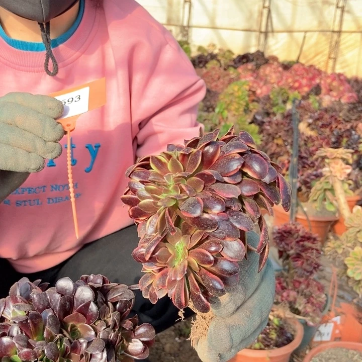 693欧嘉莉缀化老桩