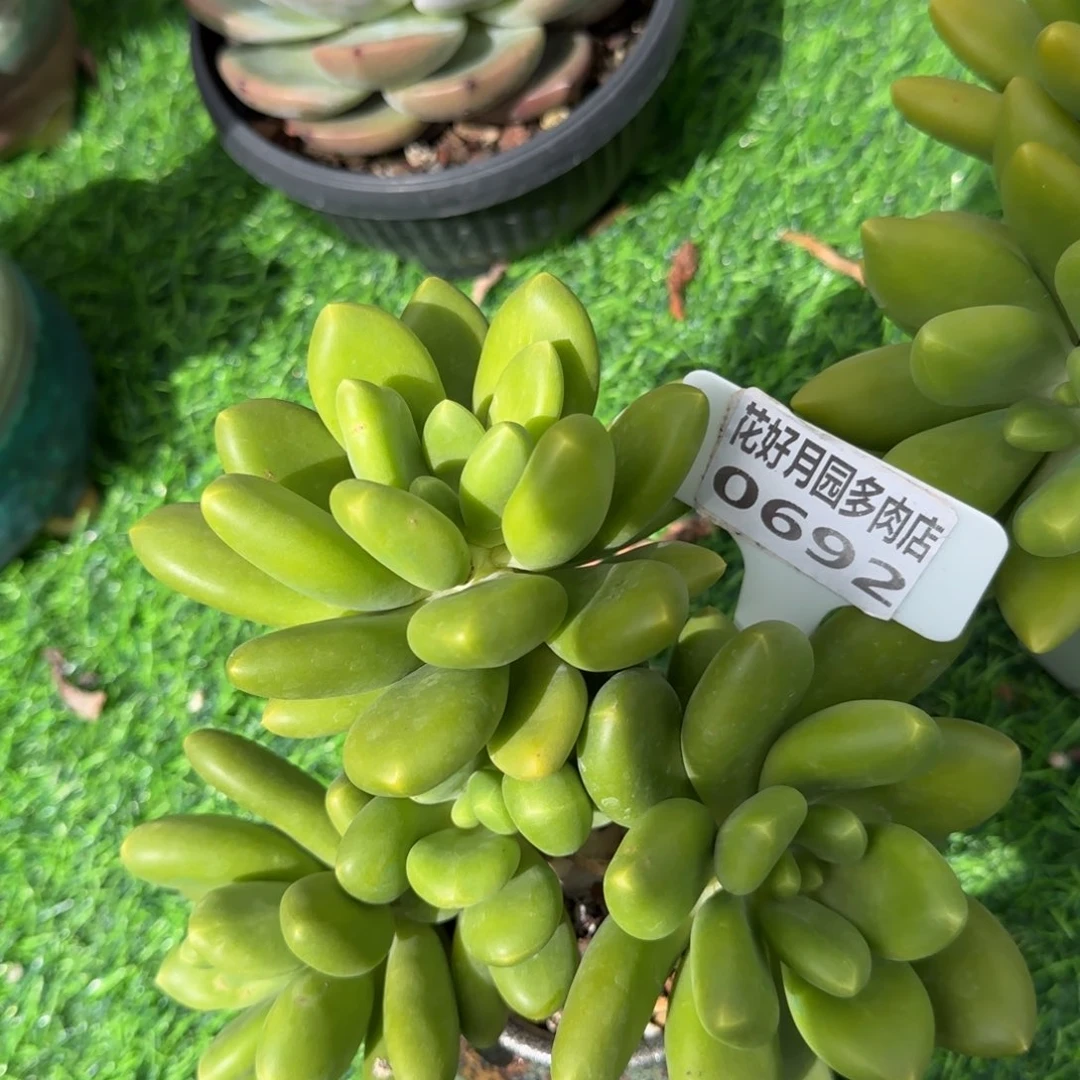 @*初0692不带盆多肉植物