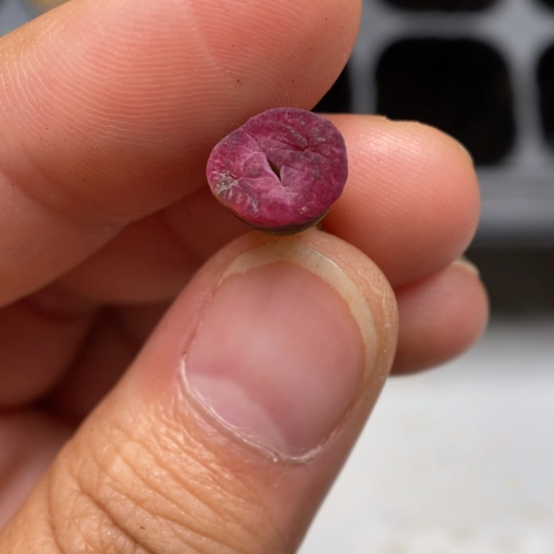 多肉植物肉锥杂交K-278