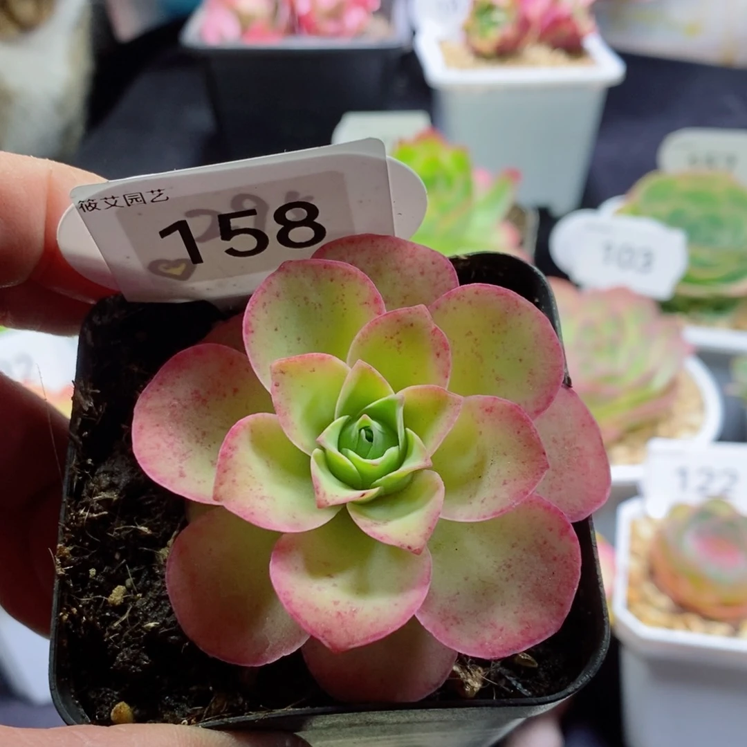 欢*?158烟花 山地玫瑰