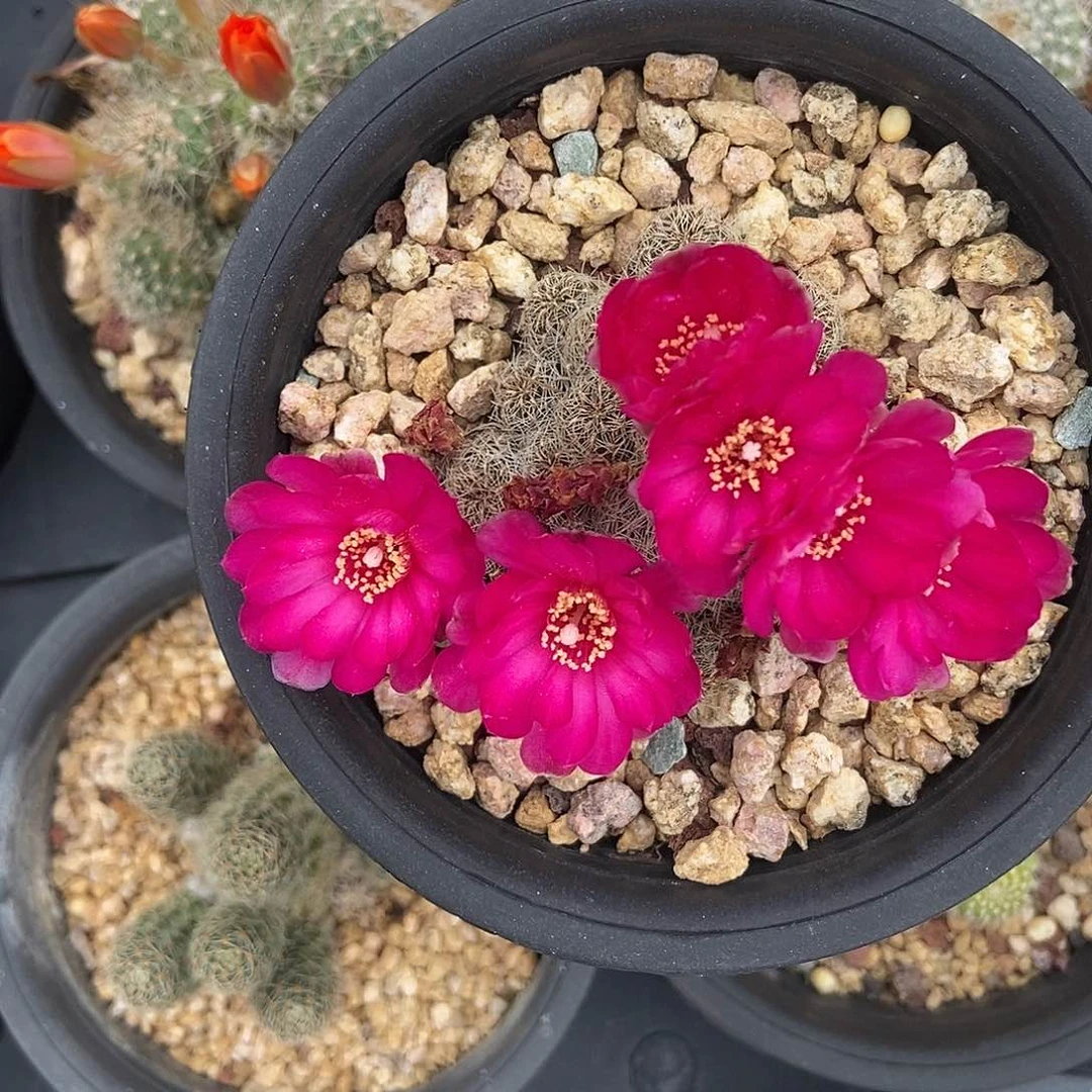 6255自根沟宝群仙人球