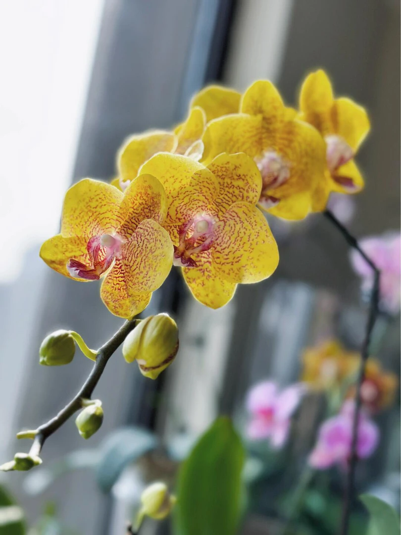 浓香型【3个花剑罗马假日】蝴蝶兰花期能开6-7个月左右