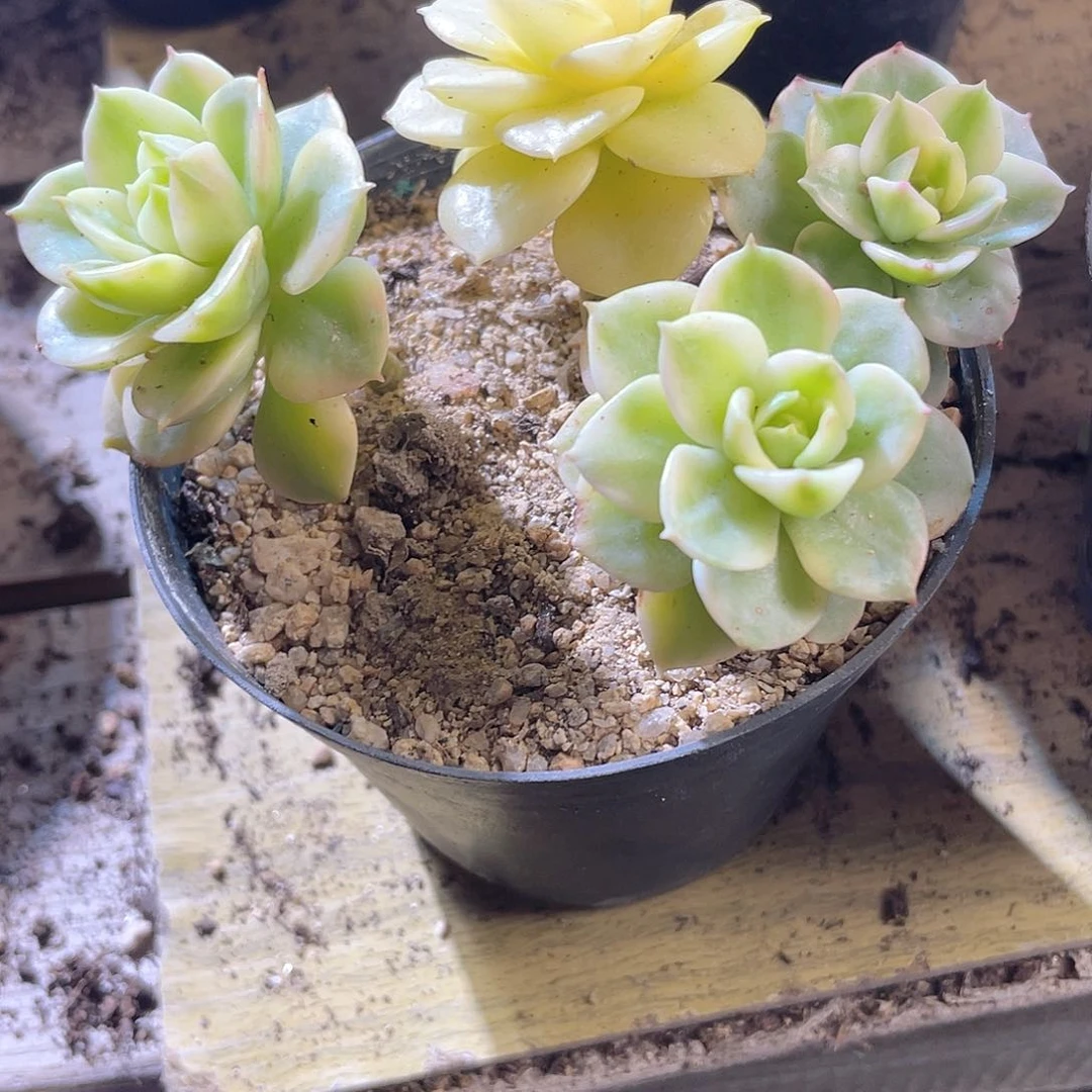 ✨****✨2566  蜡牡丹锦 六月六