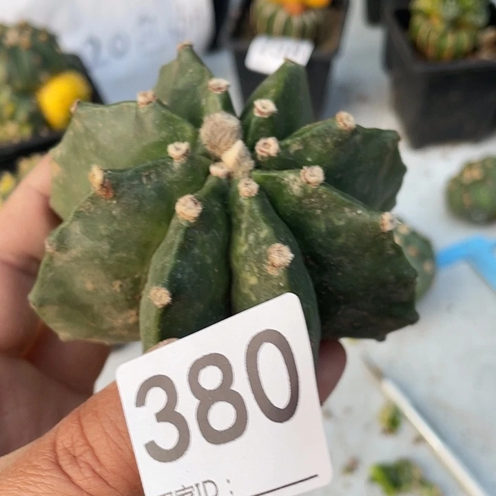 无根380号八角鸾凤玉