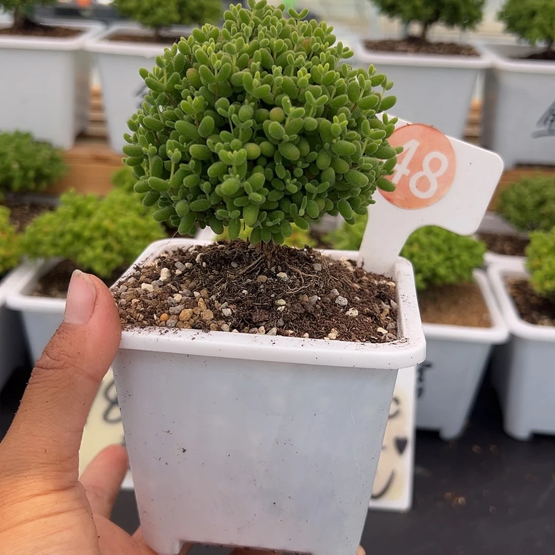 Y***h48号密橘糖球5.26多肉
