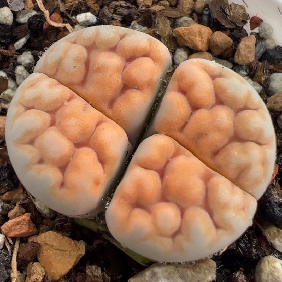 特价脑纹多肉植物百科53