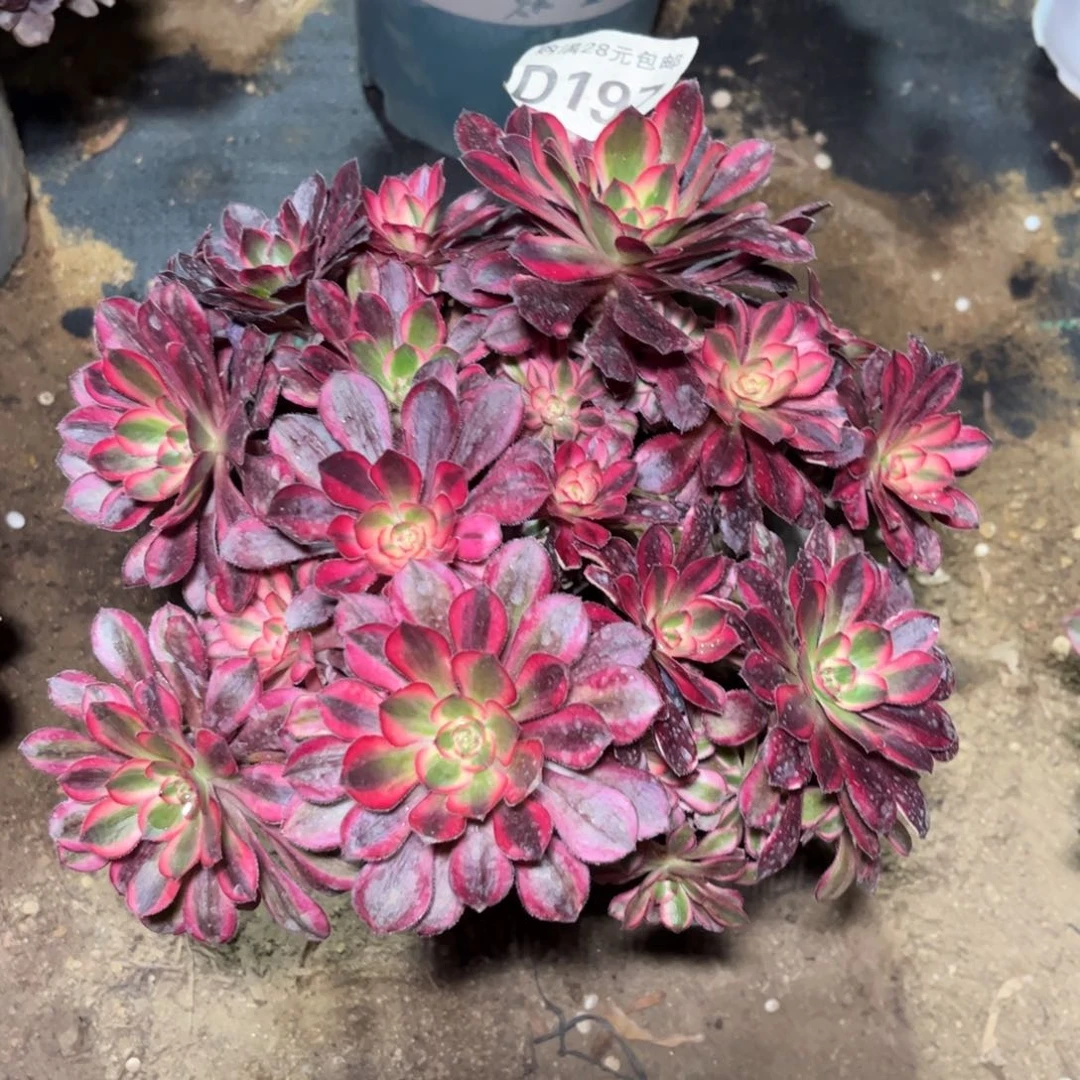 197多肉植物香奈儿