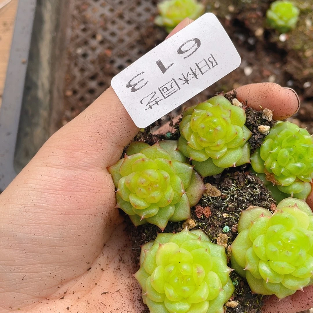 多肉植物多肉植物613