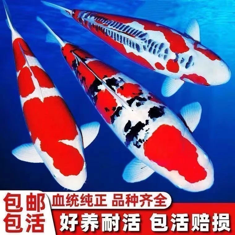 【18-20厘米1黄1白1黑共3条】纯种红白三色锦鲤鱼冷水淡水好养耐活