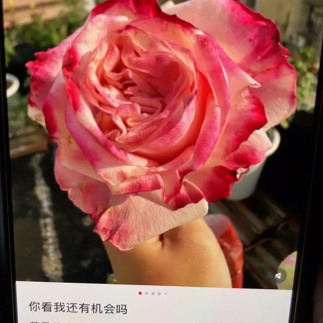 无花朵———芬芳美味 福利啦