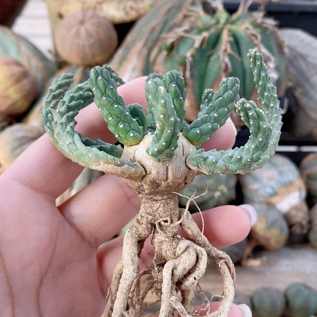 欧系布纹球多肉植物