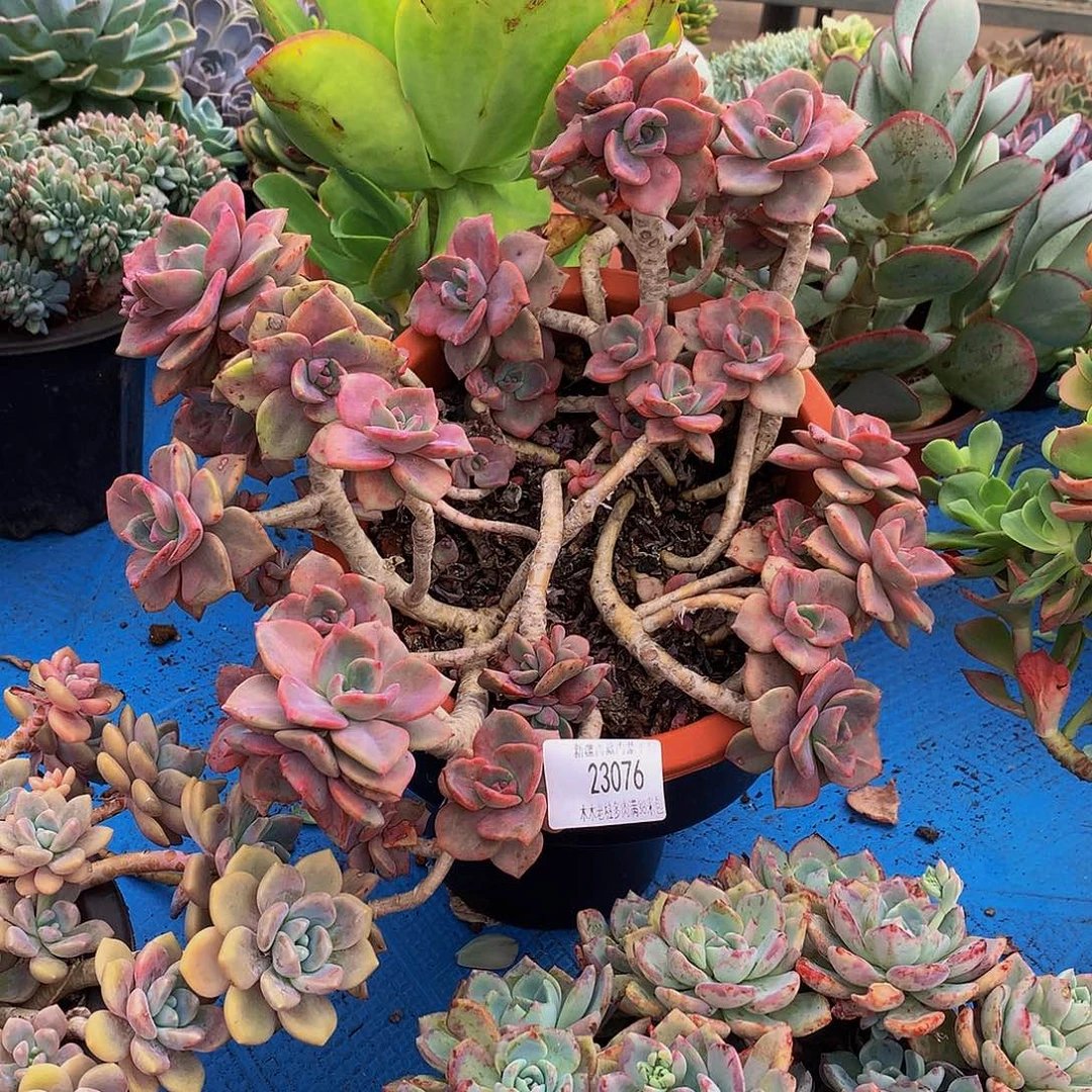 晴***川     彩虹糖多肉23076