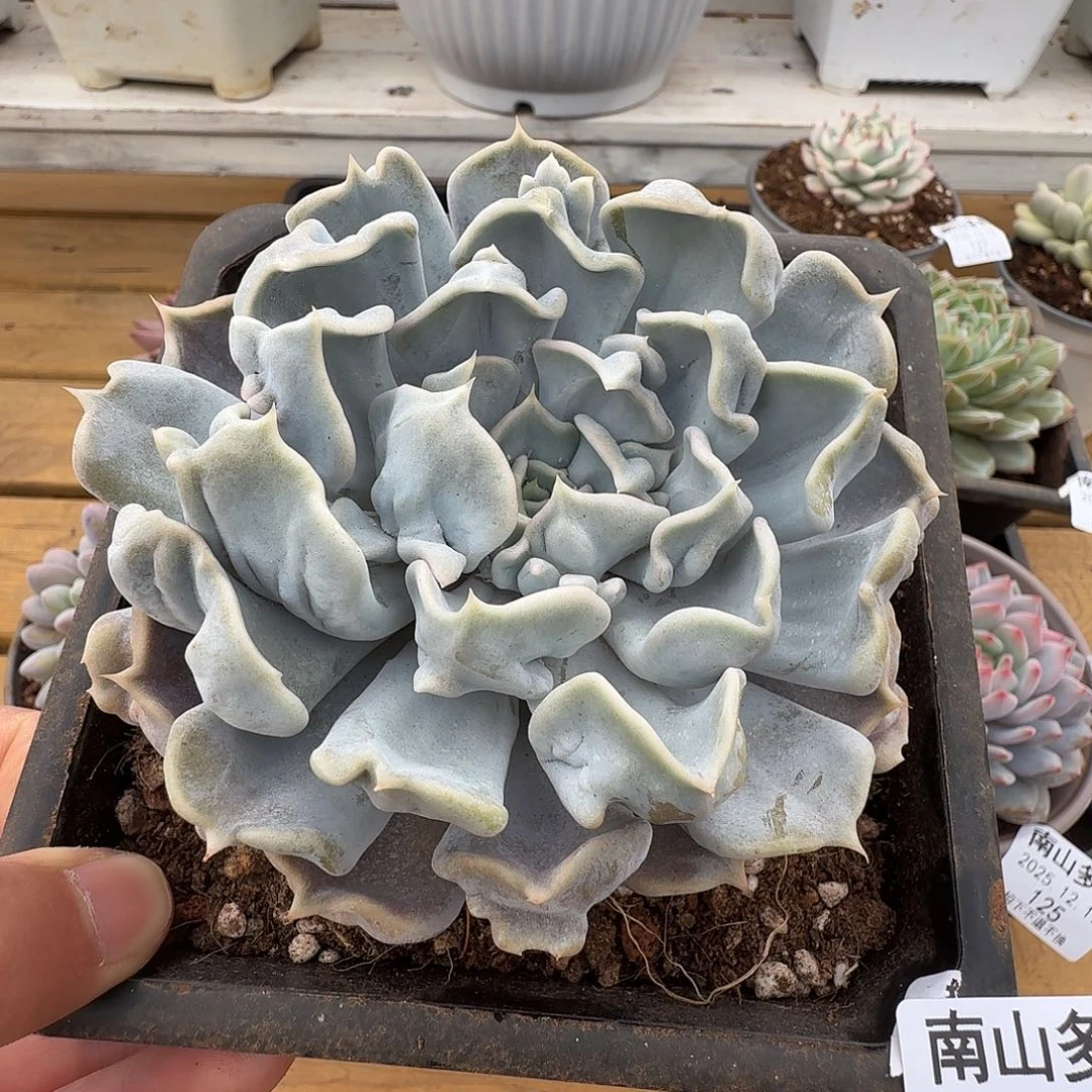 京爽珍珠11217-133