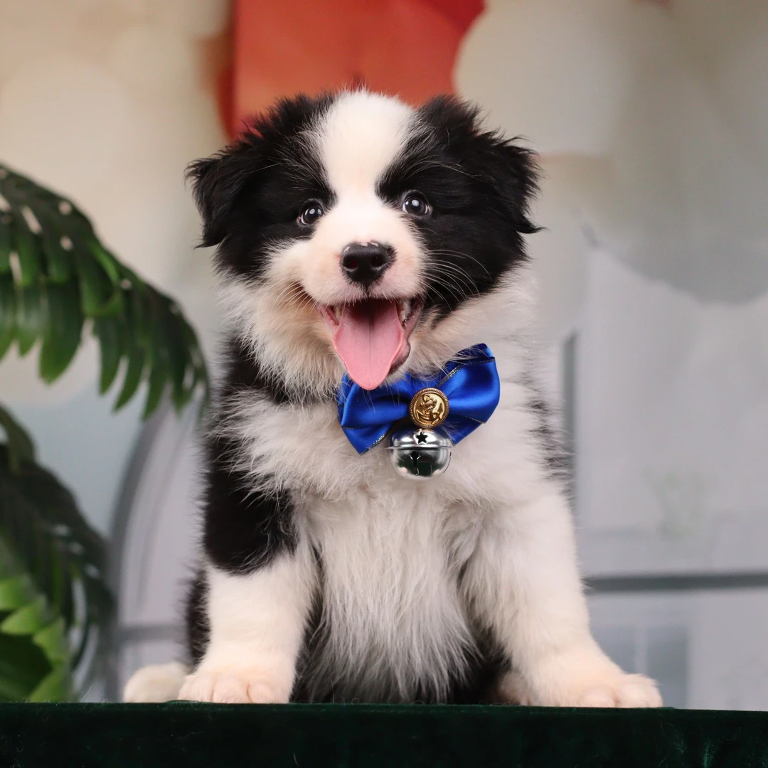 小丸子宝哥聊边牧 宠物级黑白弟弟活体狗狗