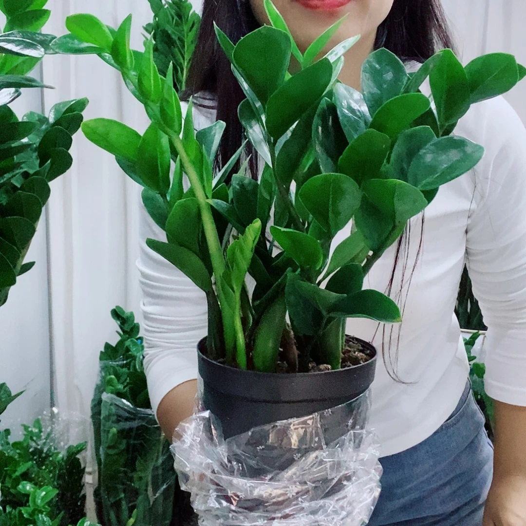 红***豆不开花植物15规格圆叶一盆