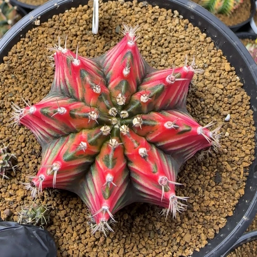 68号米哈锦带盆土发货