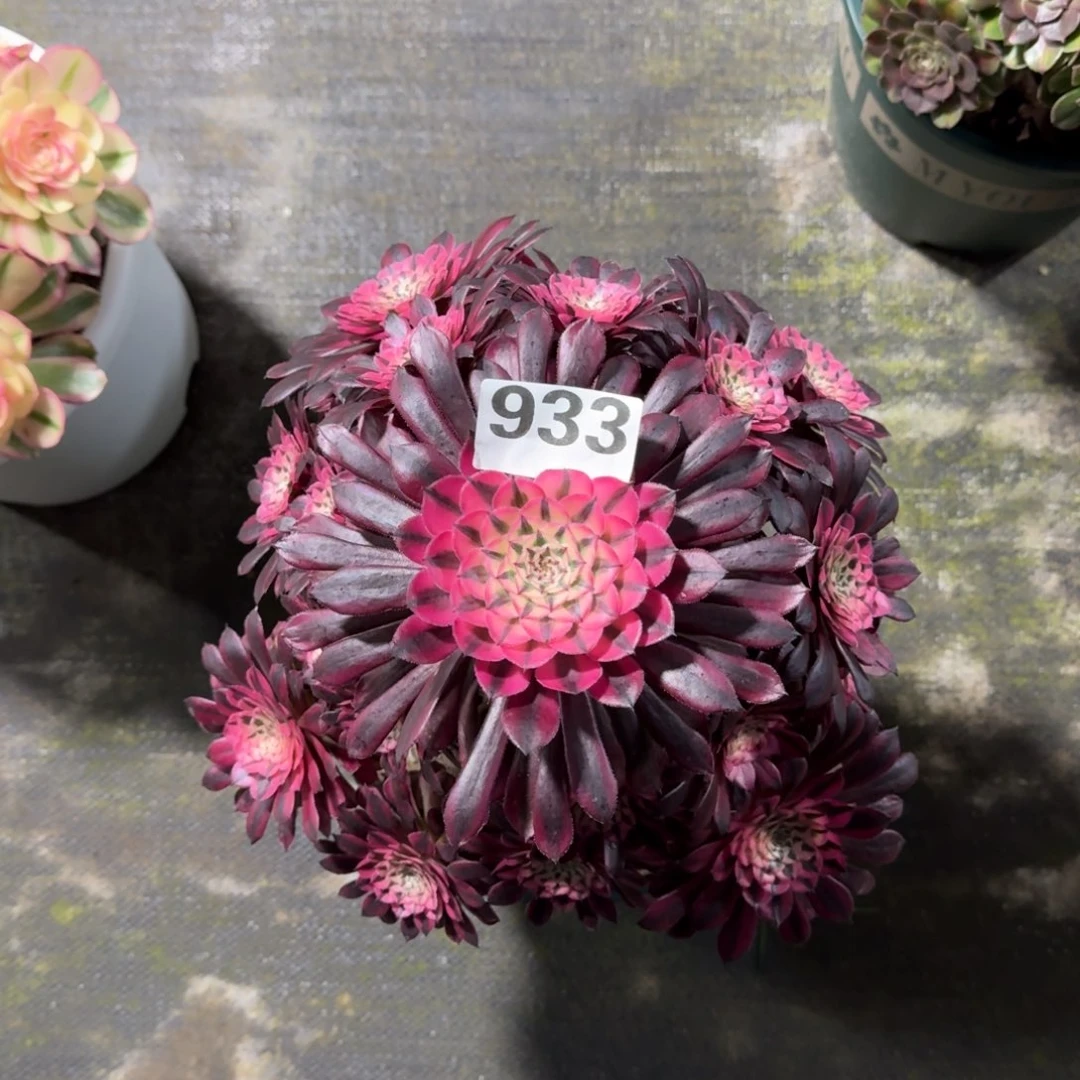 天*健933！黑瞳白法师多肉植物