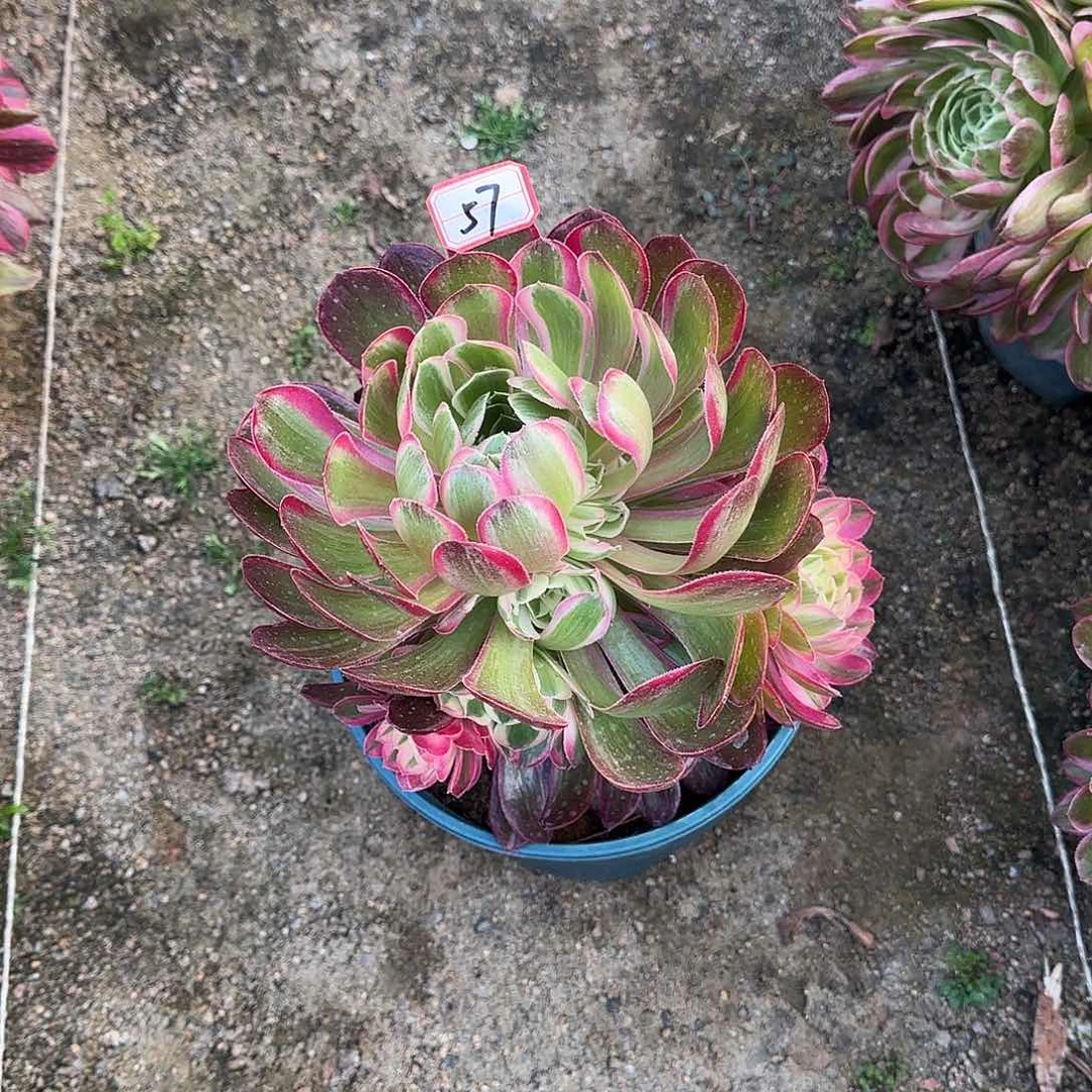 多肉植物孔雀翎57