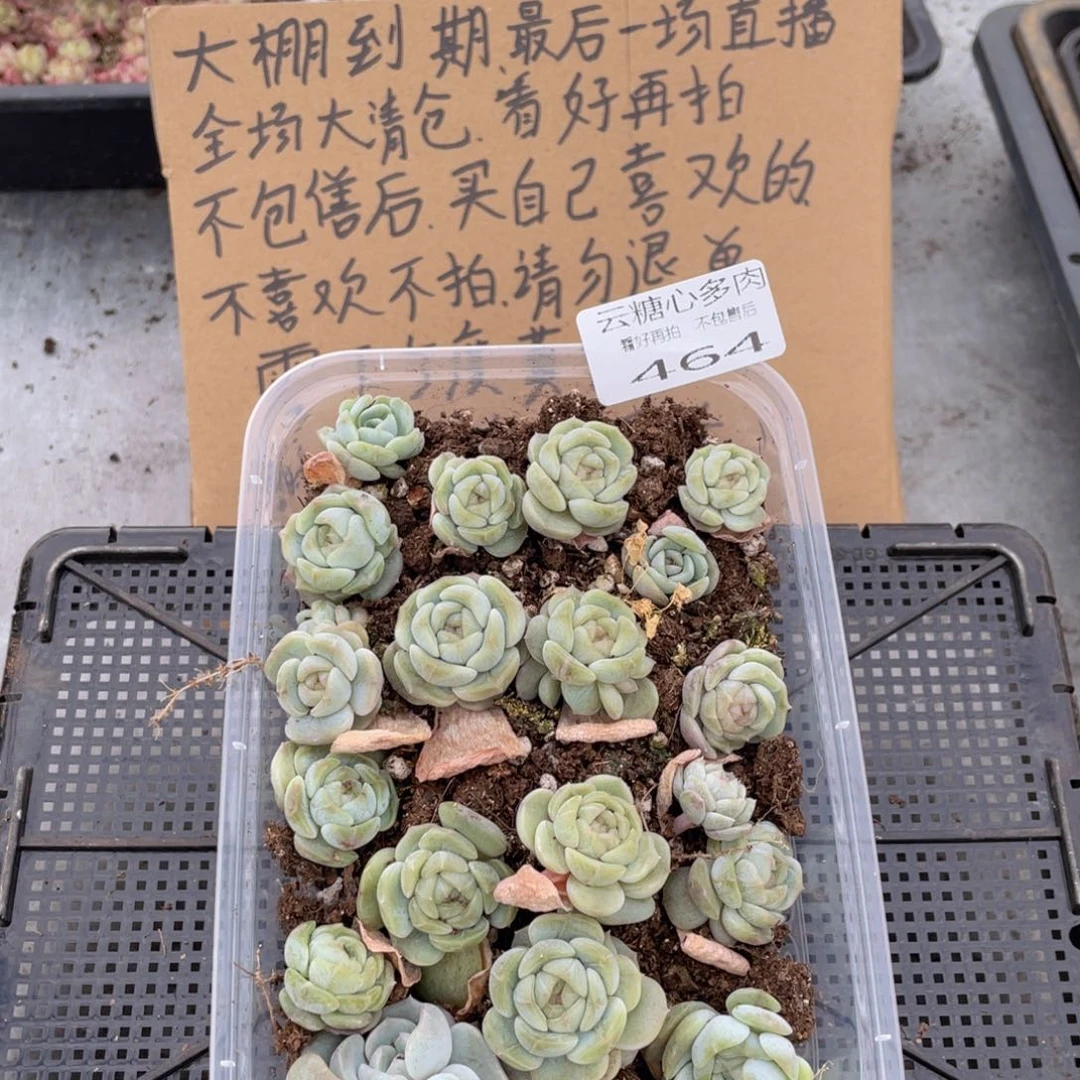 云糖心多肉植物464