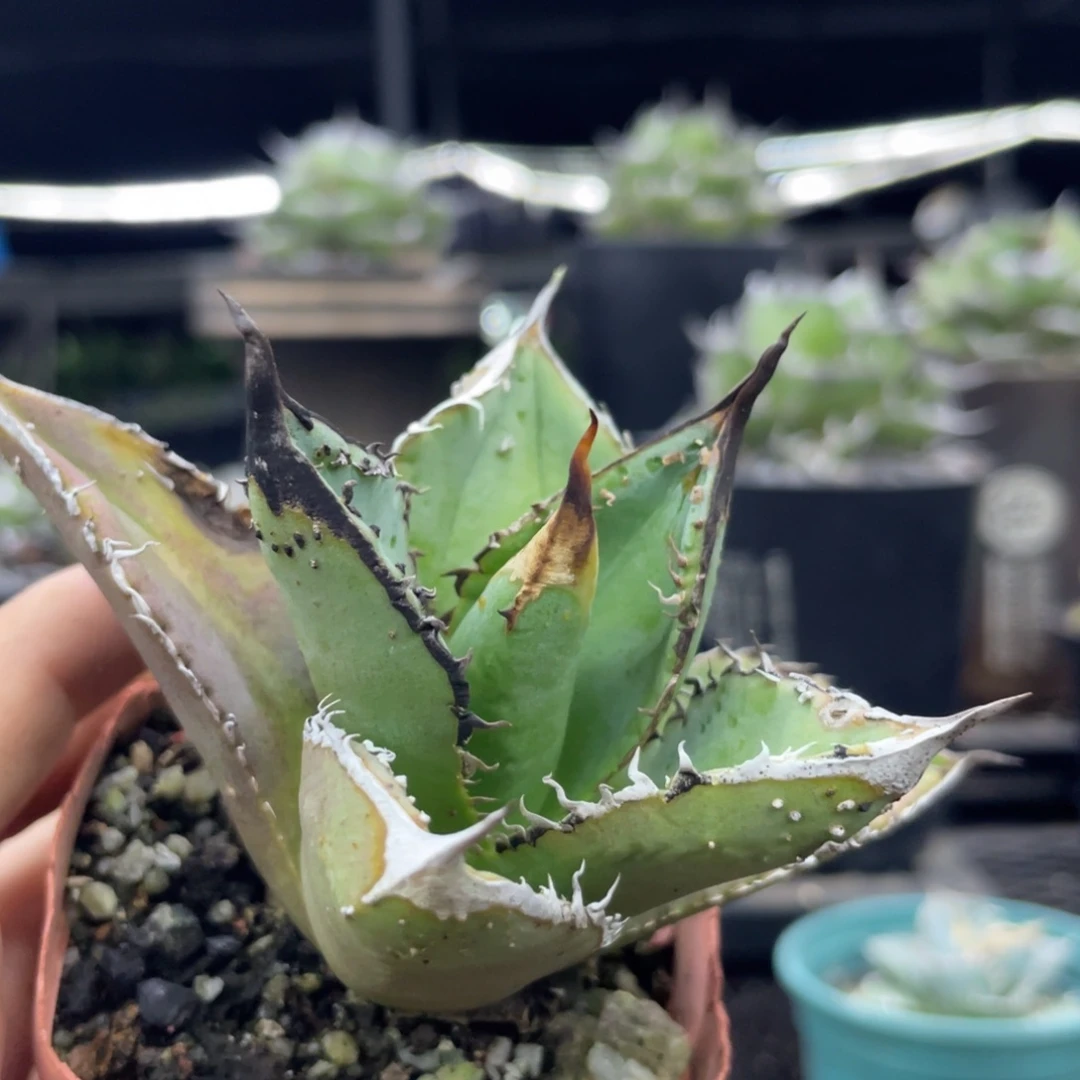 豆豆龍背刺8888888888888