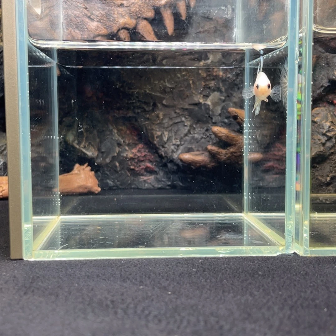 斗鱼十一月二十日竞价