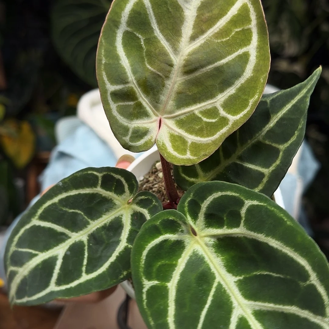 完全开放W49粉脉撕裂纹杂银色闪光