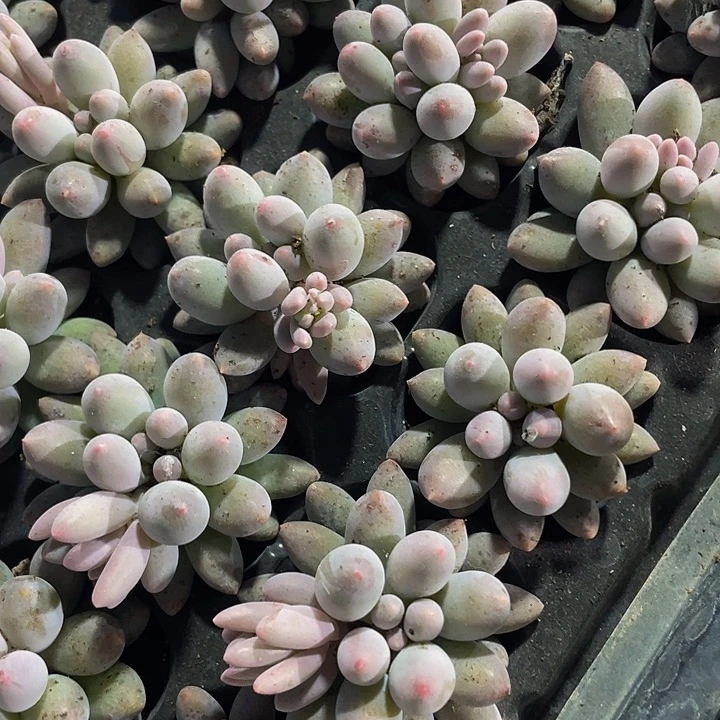 小婴儿手指1元带土发