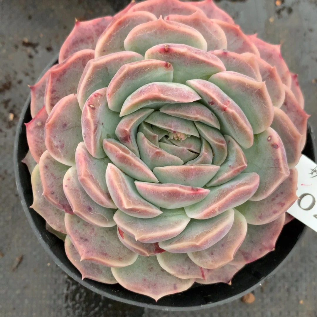 3020杂交多肉植物