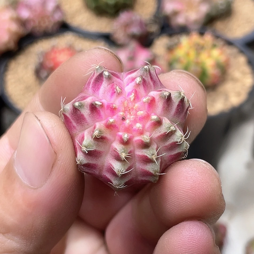 无花朵泰系实生根，粉轮回
