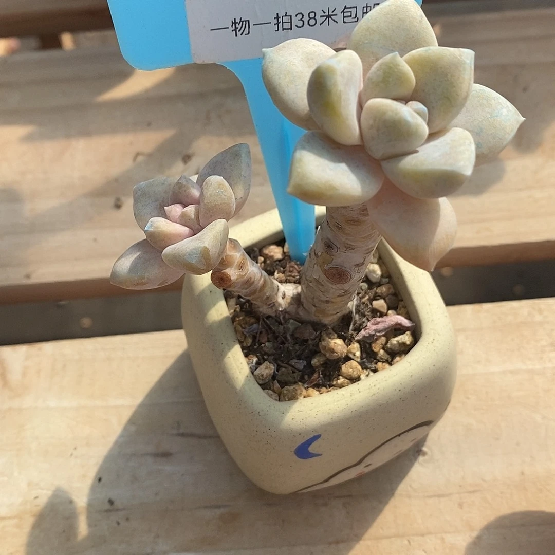 060哦莉莉了咯哦小雨小雨