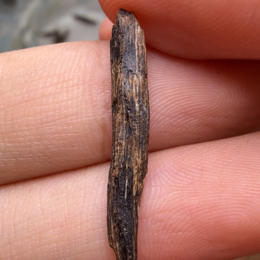 香榧木海南保亭根部树心0.1克