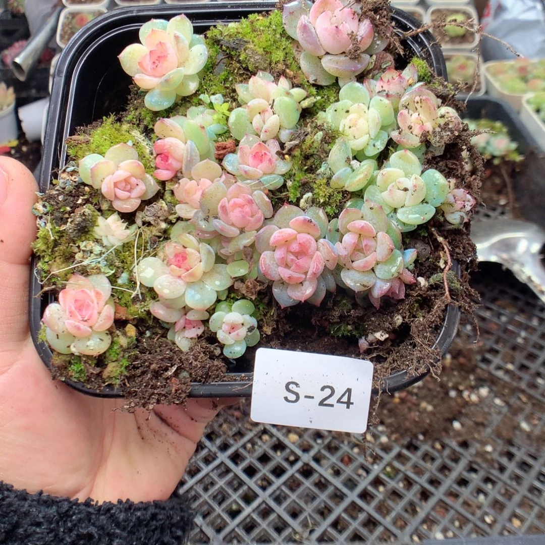 无花朵S24月y英语