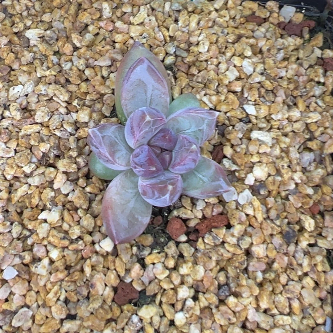 传***人222222222222222222