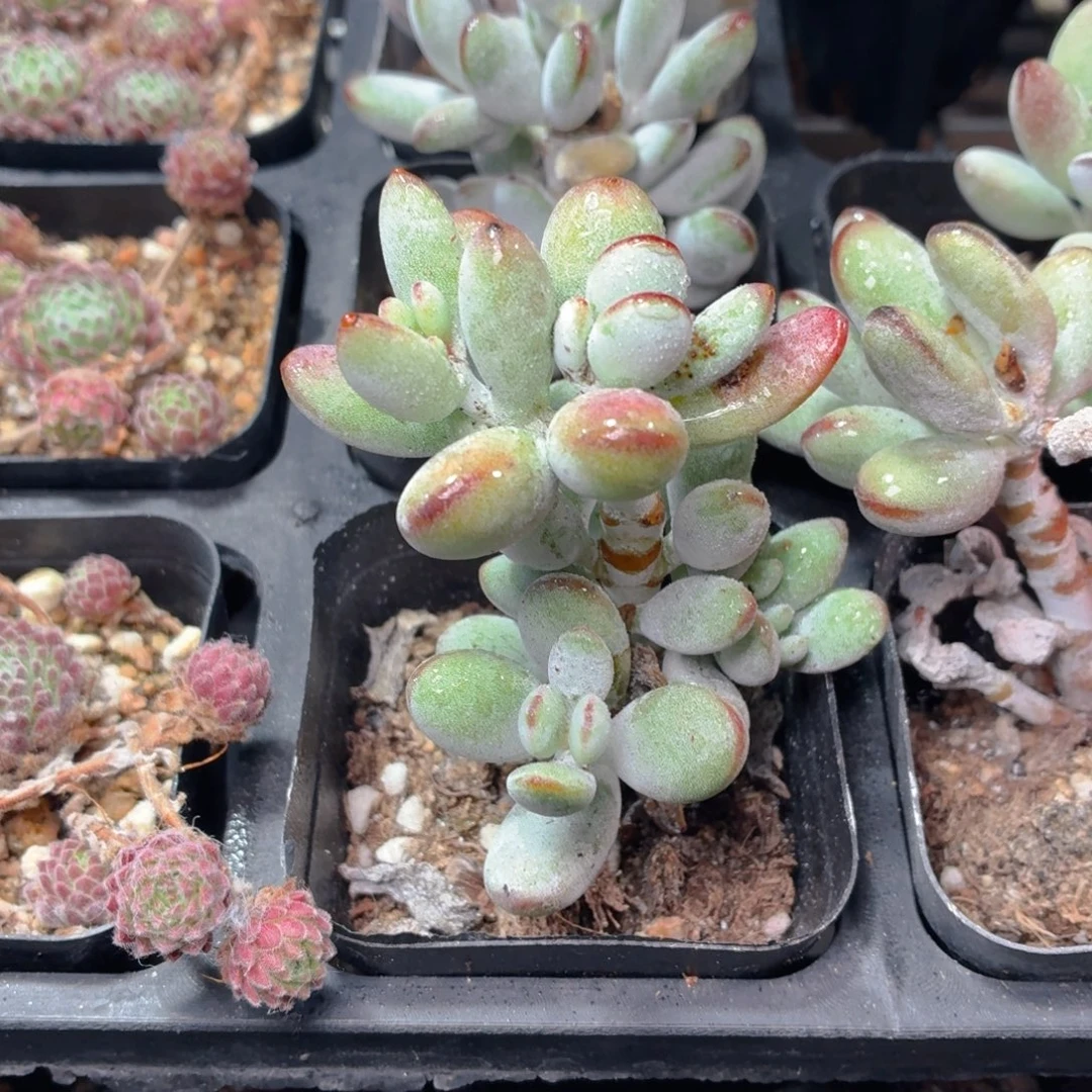 乒乓福娘多肉9.9包邮发货