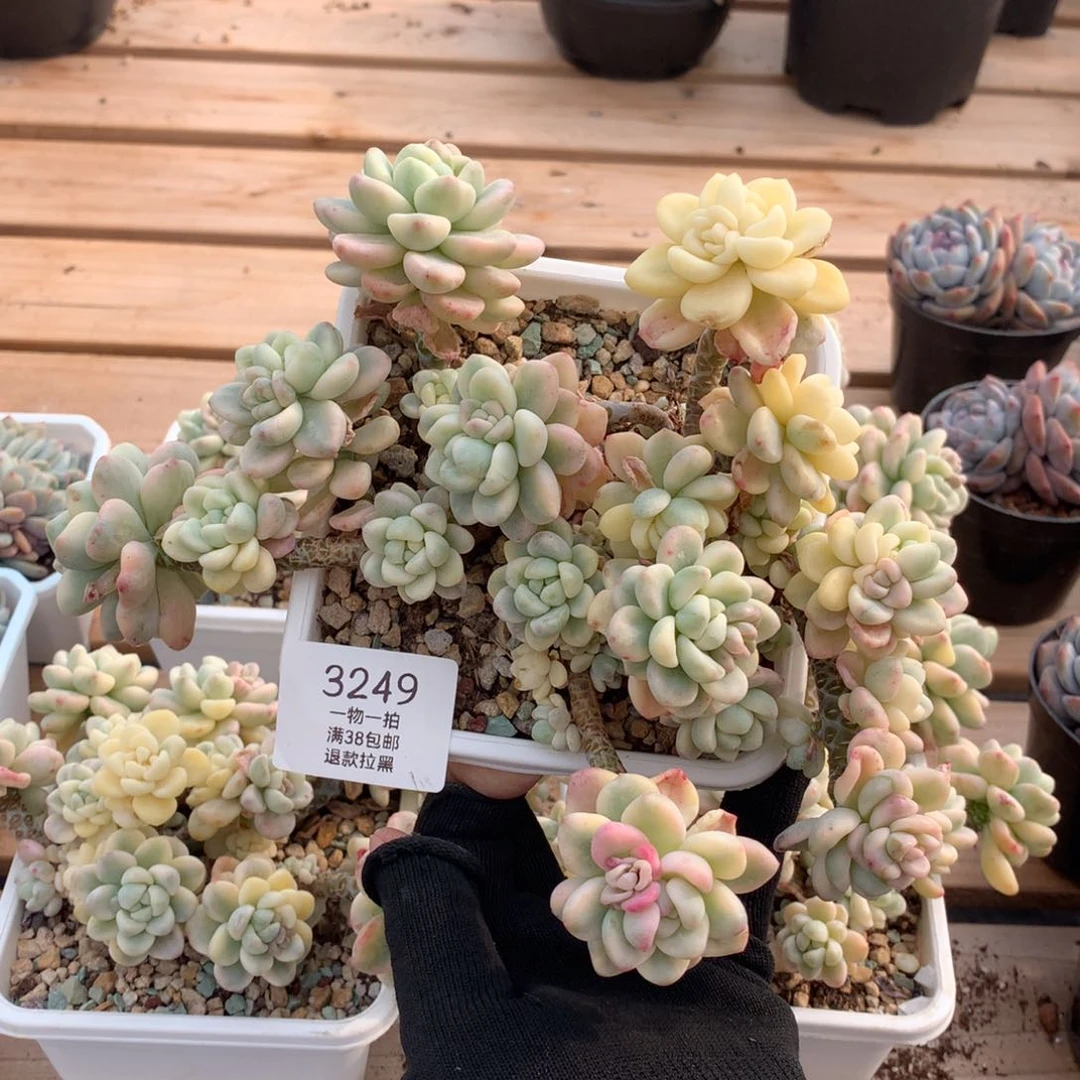 20厘米有砍劳尔锦3249