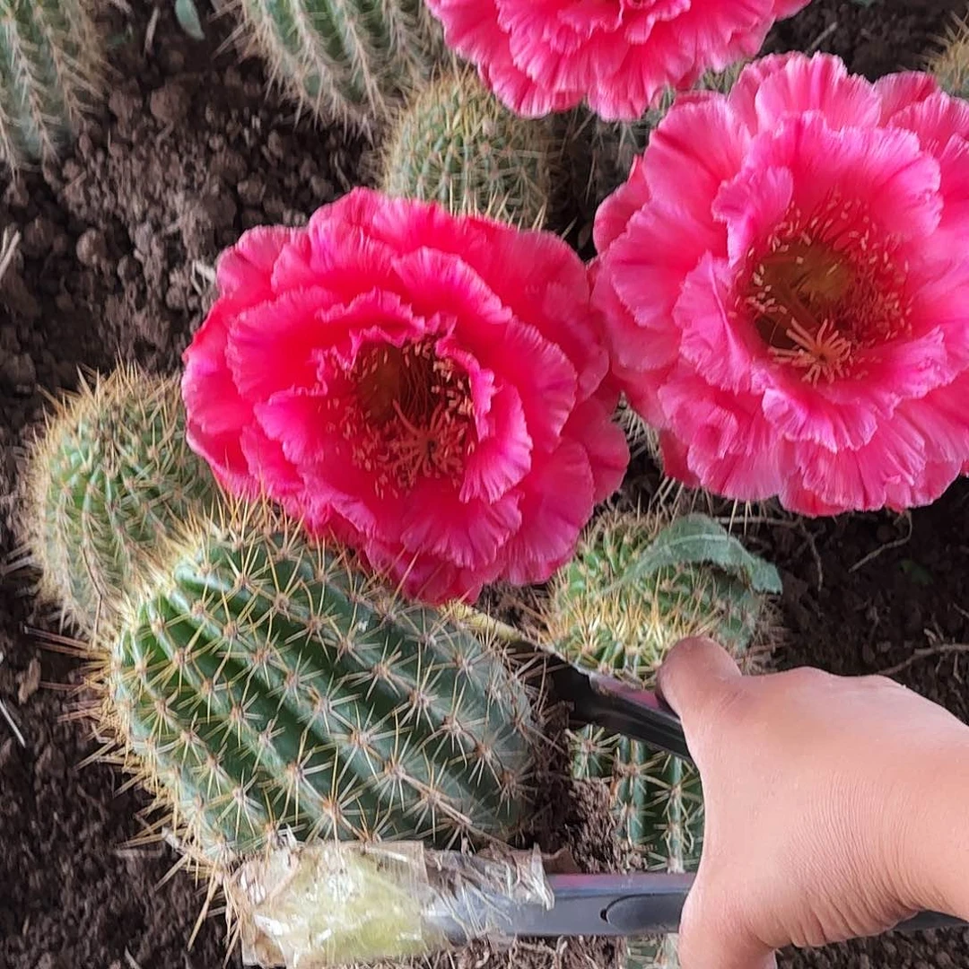 427 带根毛花瑕疵瑕疵