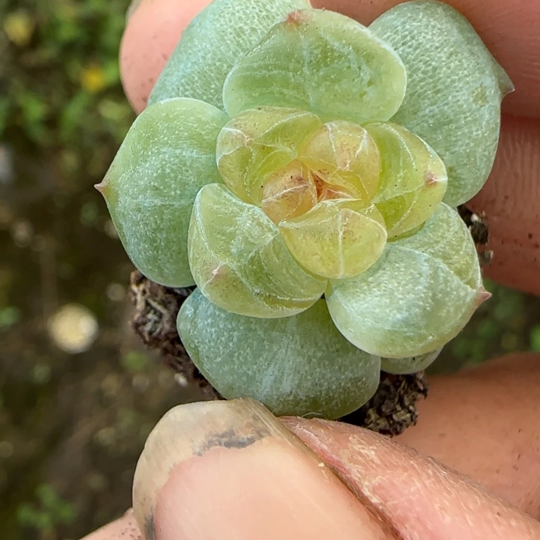 小卡拉米糖心一物一拍